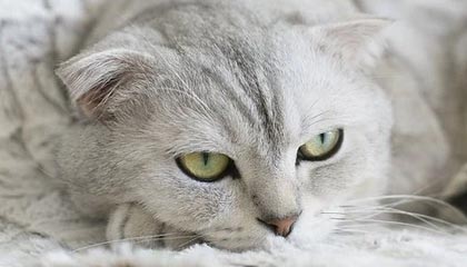 开云在线-塔图姆抢七51分创造历史！绿军再度杀入东部决赛